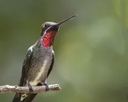 Heliomaster constantii