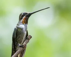 Heliomaster constantii