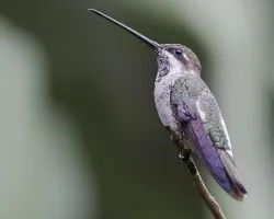 Heliomaster constantii