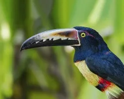 Pteroglossus torquatus