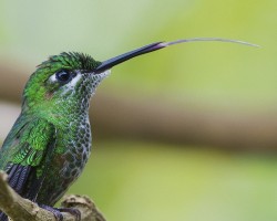 Heliodoxa jacula