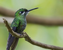 Heliodoxa jacula