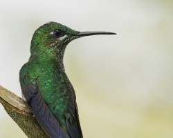 Heliodoxa jacula
