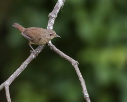 Troglodytes aedon