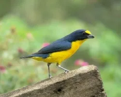 Euphonia hirundinacea