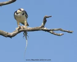 Gampsonyx swainsonii