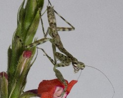 Liturgusa annulipes