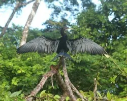 Anhinga anhinga