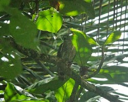 Harpagus bidentatus