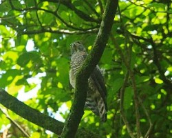 Harpagus bidentatus