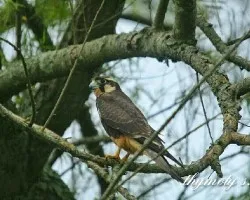 Falco femoralis