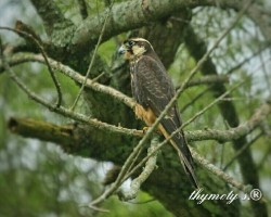 Falco femoralis
