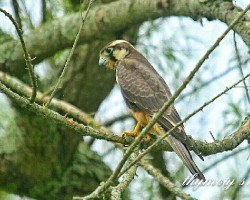 Falco femoralis