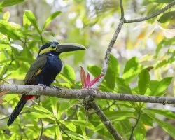 Selenidera spectabilis