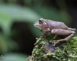 Pristimanus cerasinus