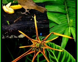 Turdus grayi
