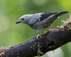 Thraupis palmarum
