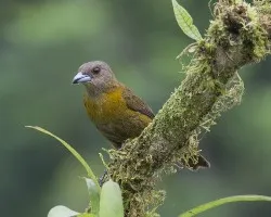 Ramphocelus passerinii