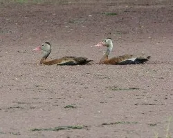 Dendrocygna autumnalis