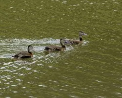 Dendrocygna autumnalis