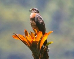 Harpagus bidentatus
