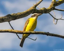 Megarynchus pitangua