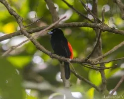 Ramphocelus passerinii