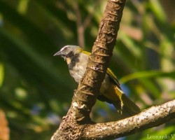Saltator maximus