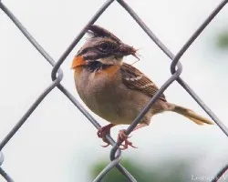 Zonotrichia capensis
