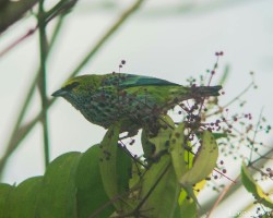 Tangara guttata