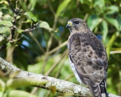 Buteo platypterus