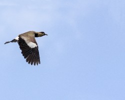 Vanellus chilensis