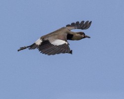 Vanellus chilensis