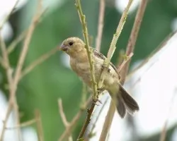 Sporophila torqueola