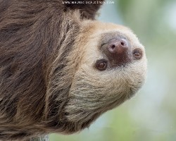 Bradypus variegatus