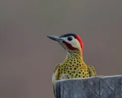 Colaptes melanochloros