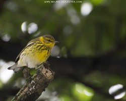 Dendroica tigrina