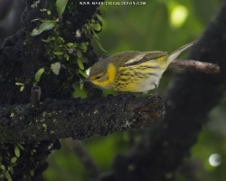 Dendroica tigrina