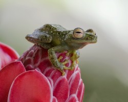 Hypsiboas rufitelus
