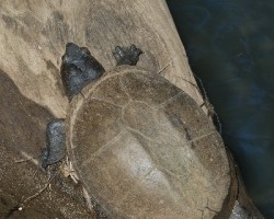 Tortuga y araña