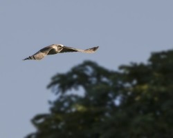 Elanus leucurus