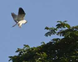 Elanus leucurus