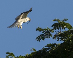 Elanus leucurus