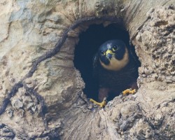 Falco rufigularis