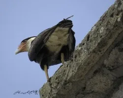 Caracara cheriway