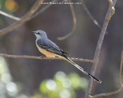 Tyrannus forficatus