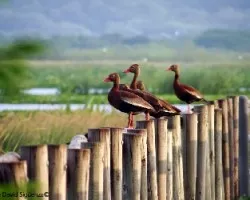Dendrocygna autumnalis