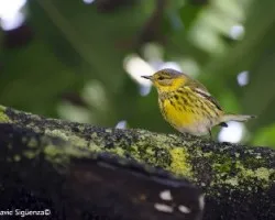 Dendroica tigrina