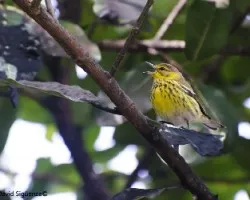 Dendroica tigrina