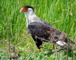 Caracara cheriway